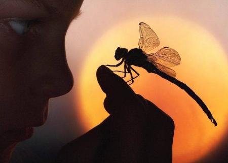 Si j'étais un insecte...